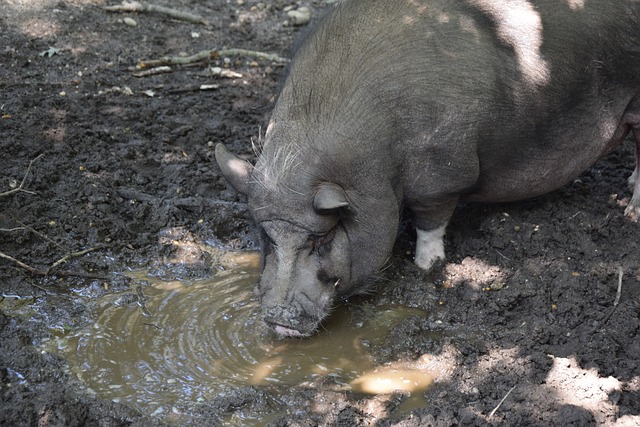 德门将的心 德门将的心